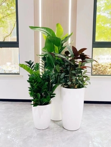 余姚植物租赁公司，绿植装扮办公环境的秘密武器